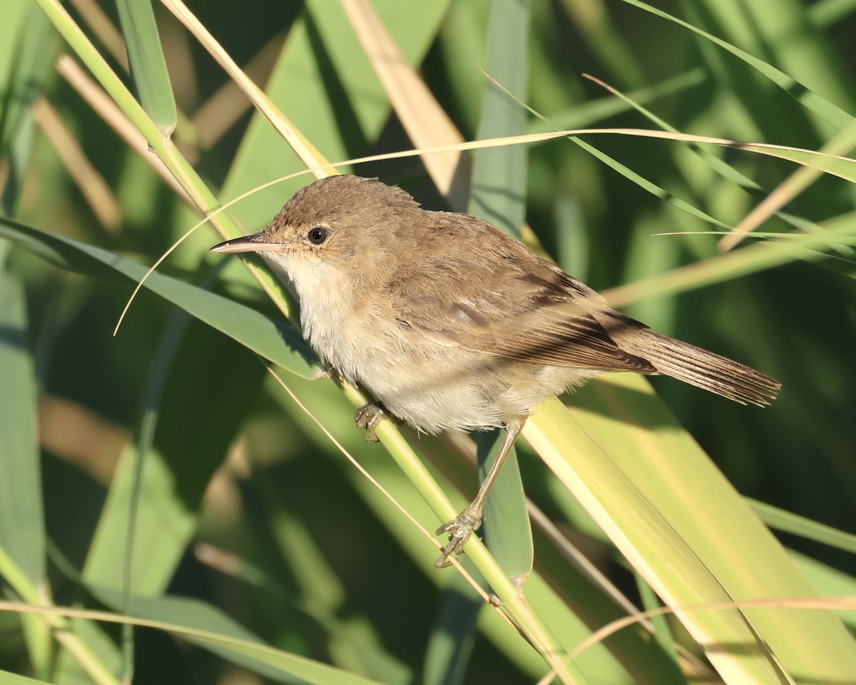 Очеретянка ставкова [група baeticatus] - ML614595268