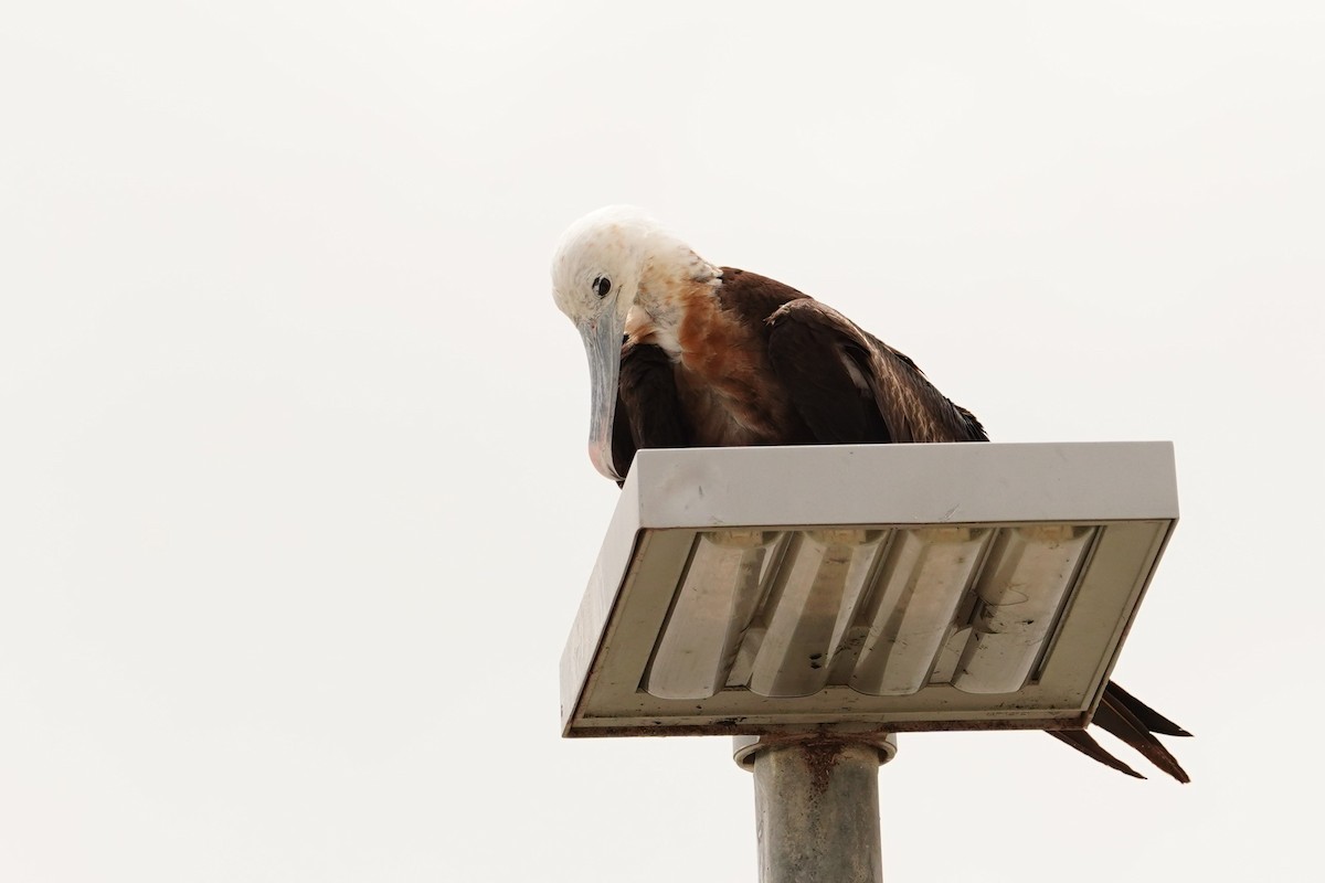 Great Frigatebird - ML614595334