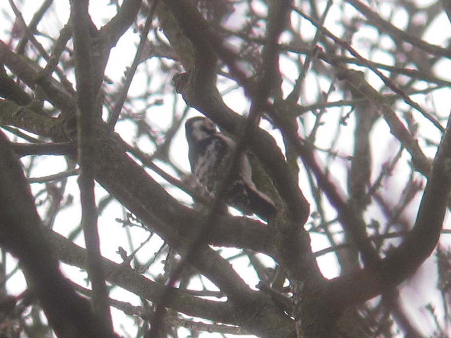 Lesser Spotted Woodpecker - ML614595378