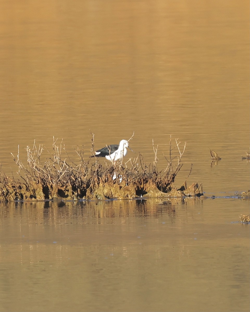 Black-winged Stilt - ML614595454