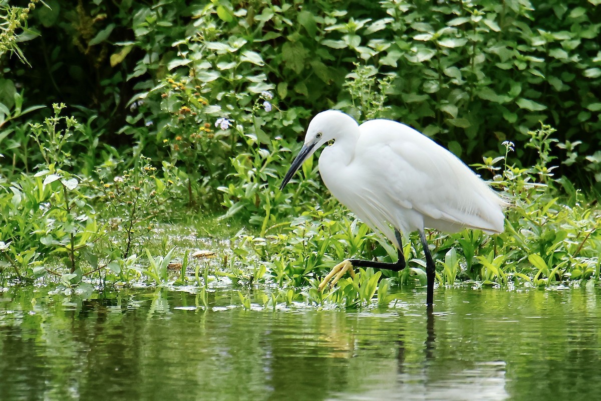 Little Egret - ML614595513