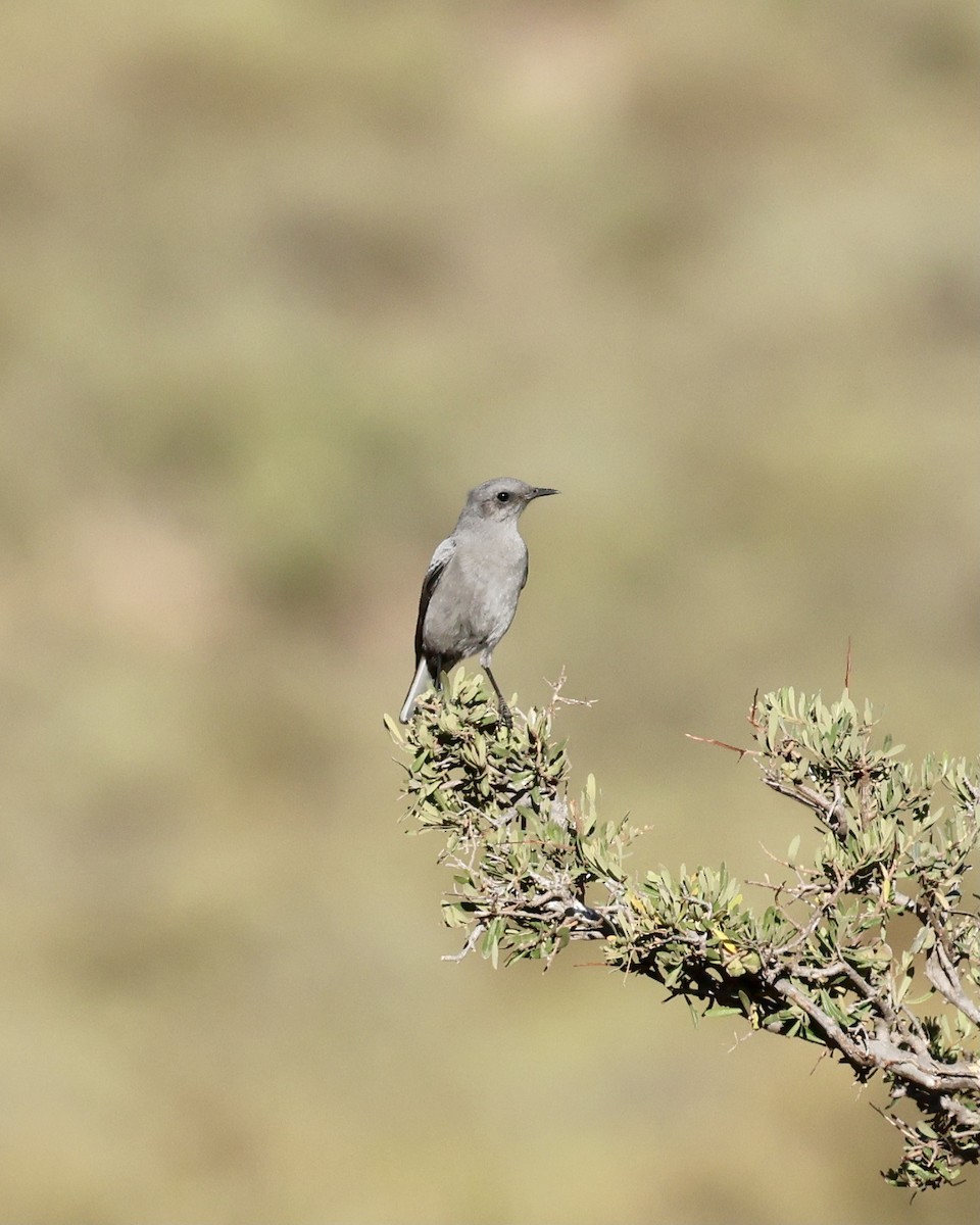 Mountain Wheatear - ML614595590