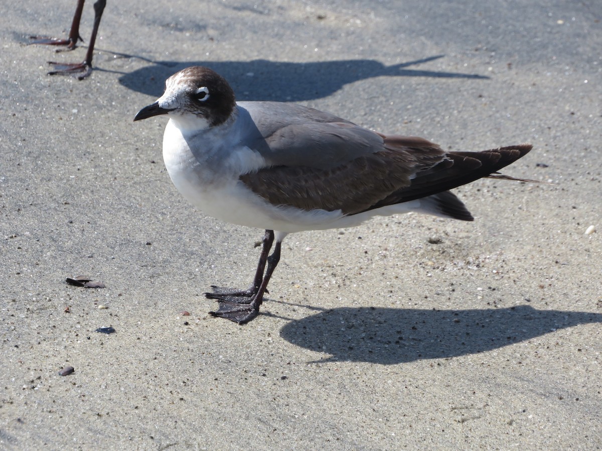 Franklin's Gull - Joshimar Navarro