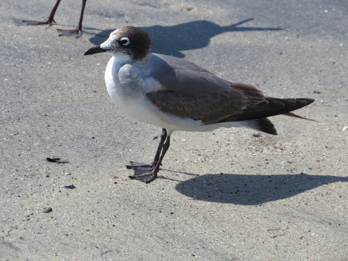 Mouette de Franklin - ML614595619