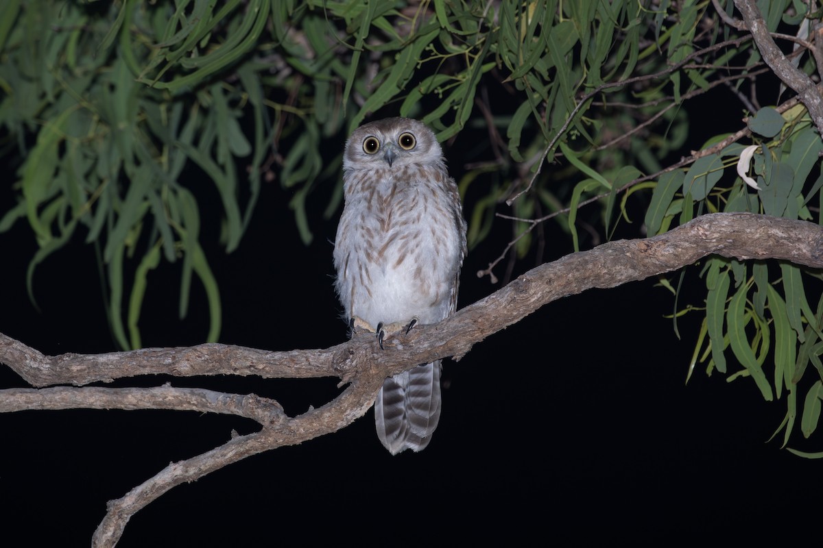 Barking Owl - ML614595729