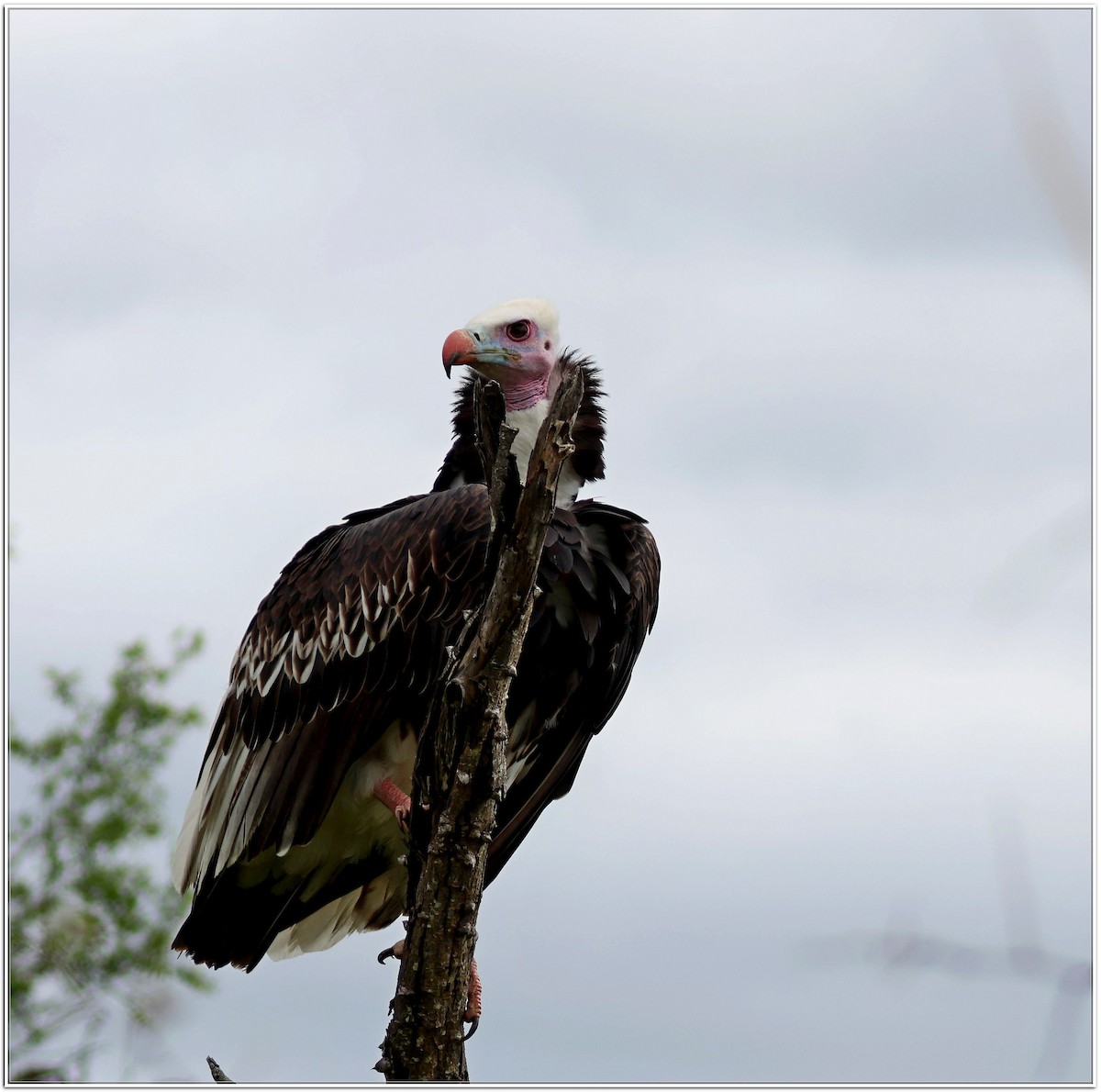 White-headed Vulture - ML614595736