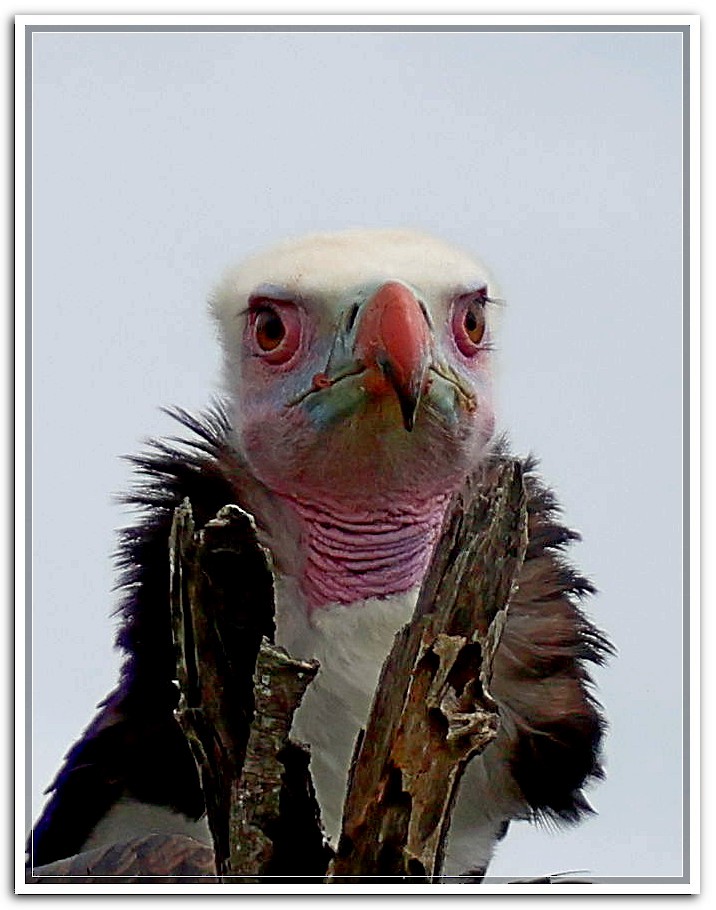 White-headed Vulture - ML614595737
