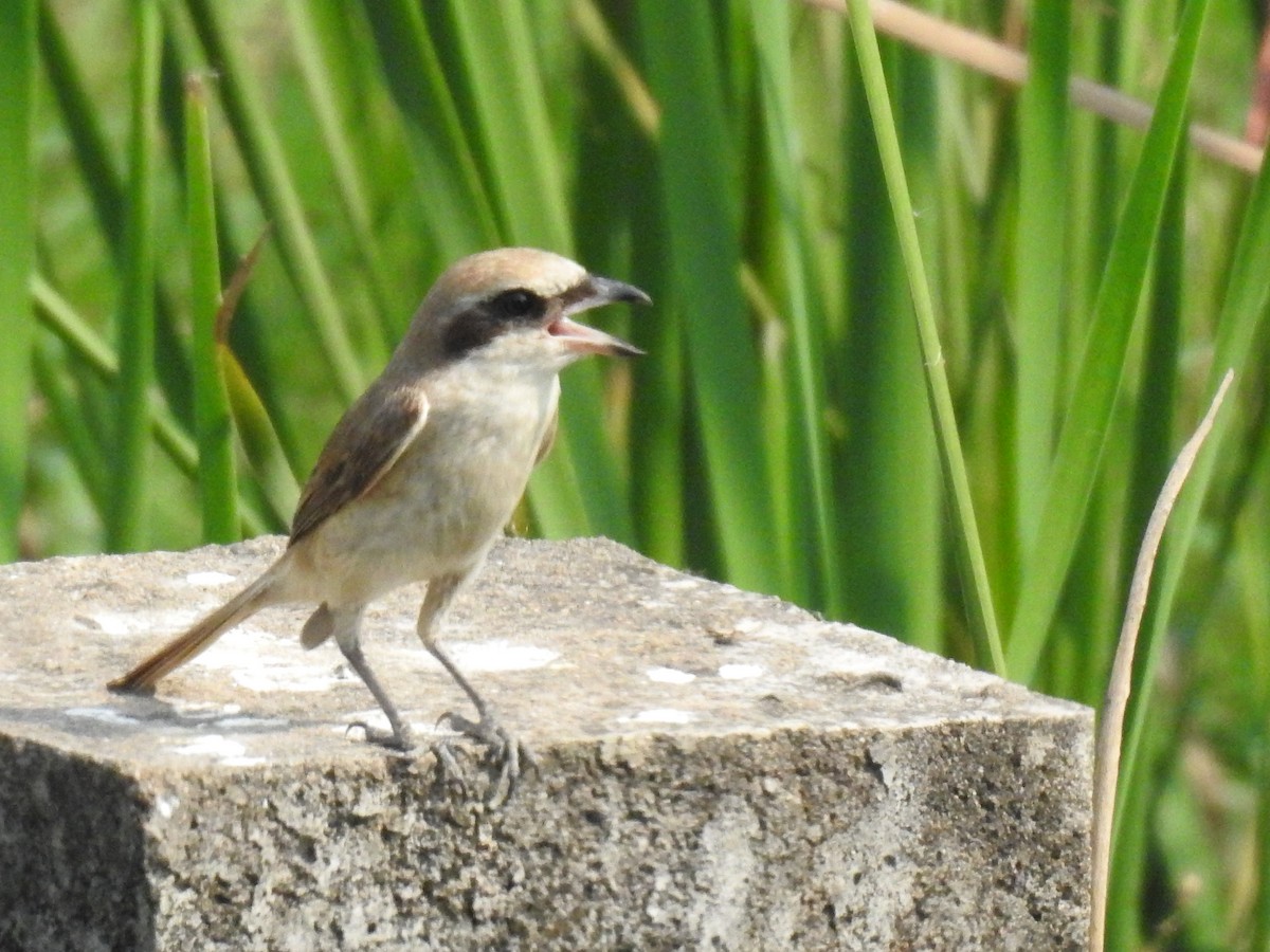 Brown Shrike - ML614595828