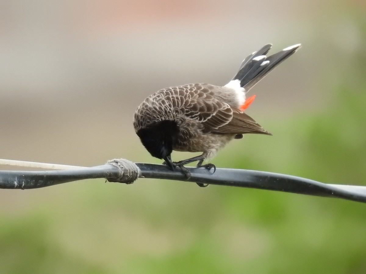 Red-vented Bulbul - ML614595858