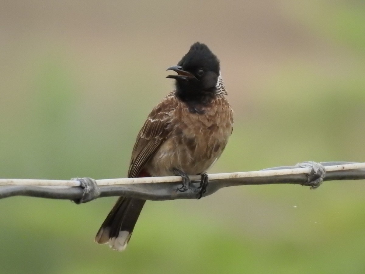 Bulbul à ventre rouge - ML614595859