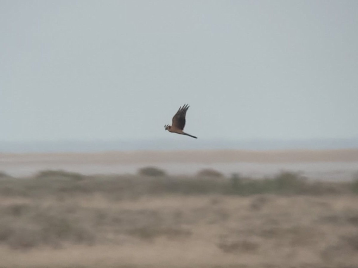 Pallid Harrier - ML614595876