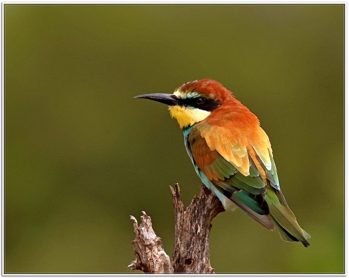 European Bee-eater - ML614595947