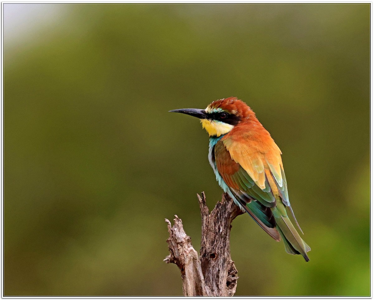 European Bee-eater - ML614595948
