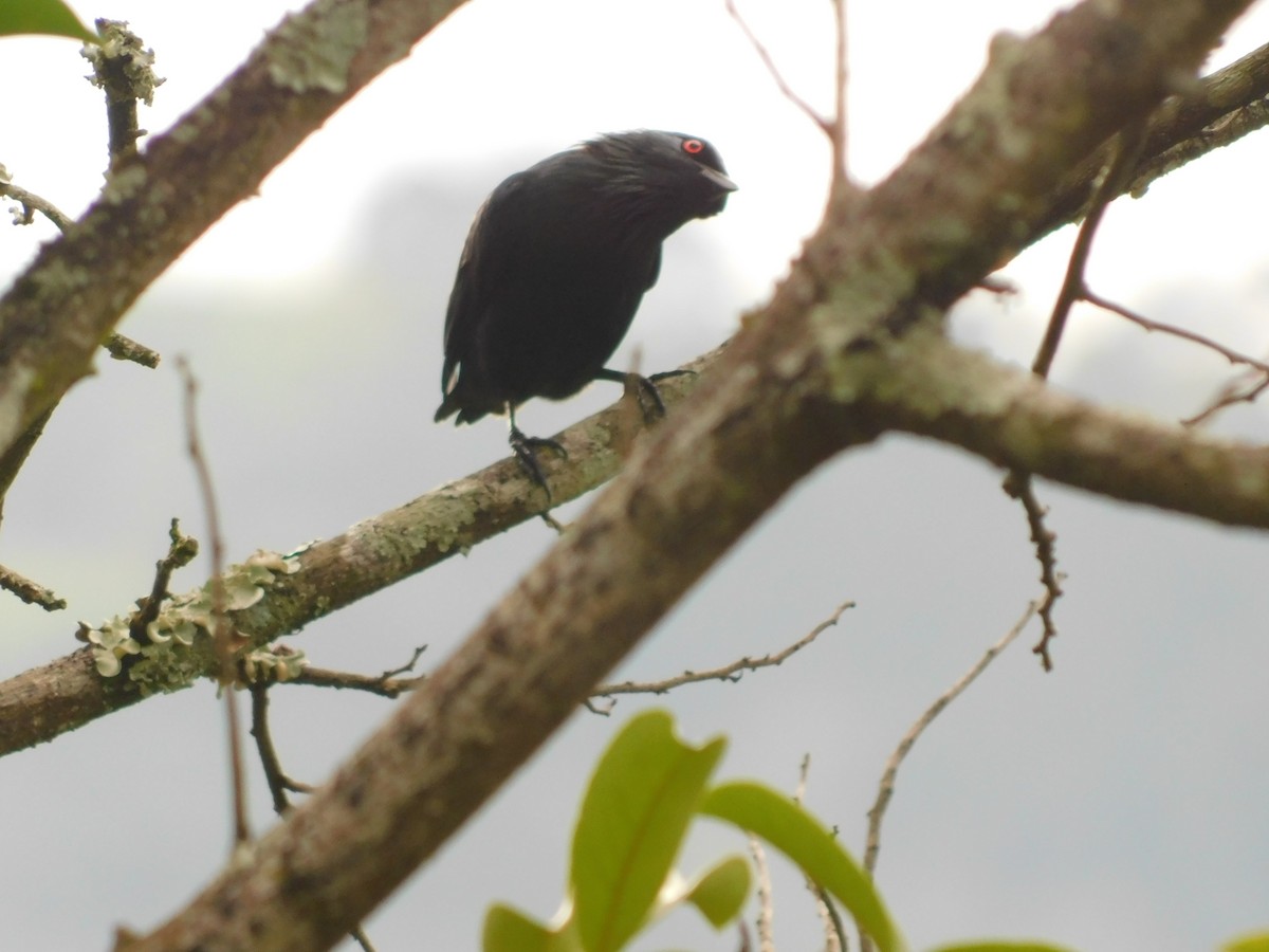 Short-tailed Starling - Holger Woyt