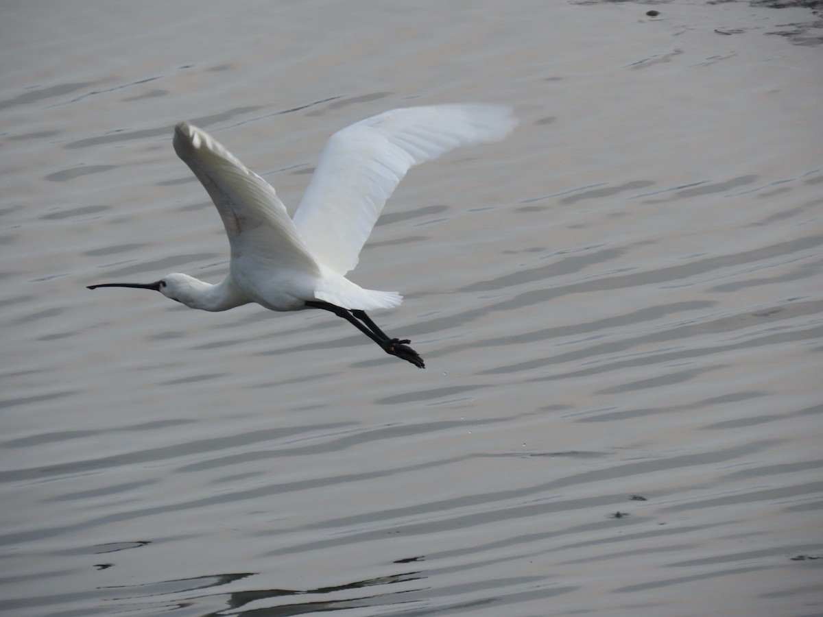 Eurasian Spoonbill - ML614595953