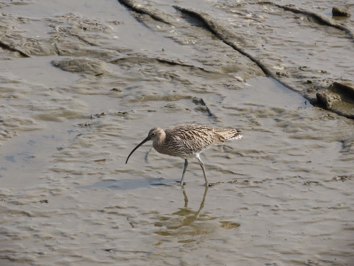 Eurasian Curlew - ML614596030