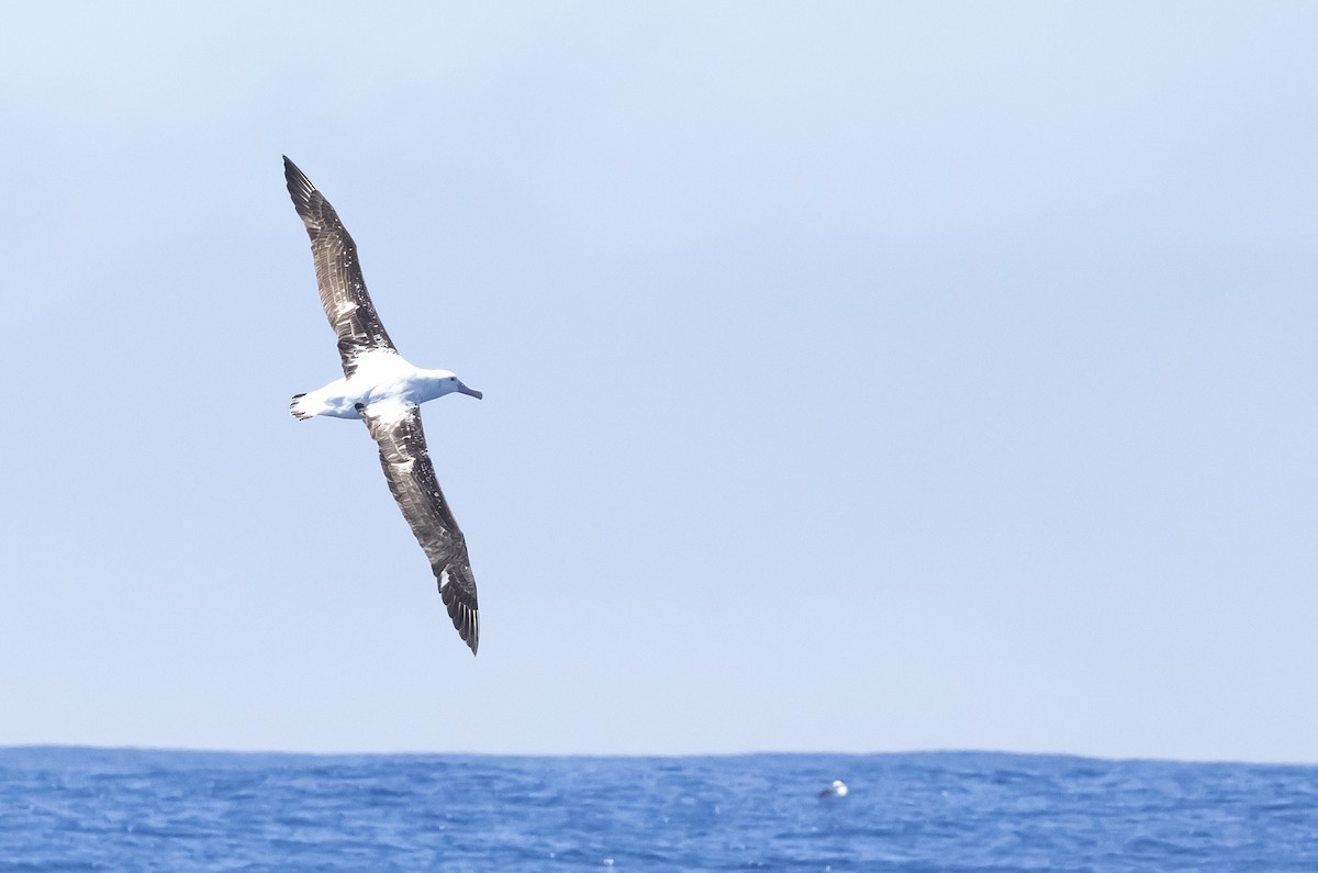 albatros stěhovavý - ML614596031