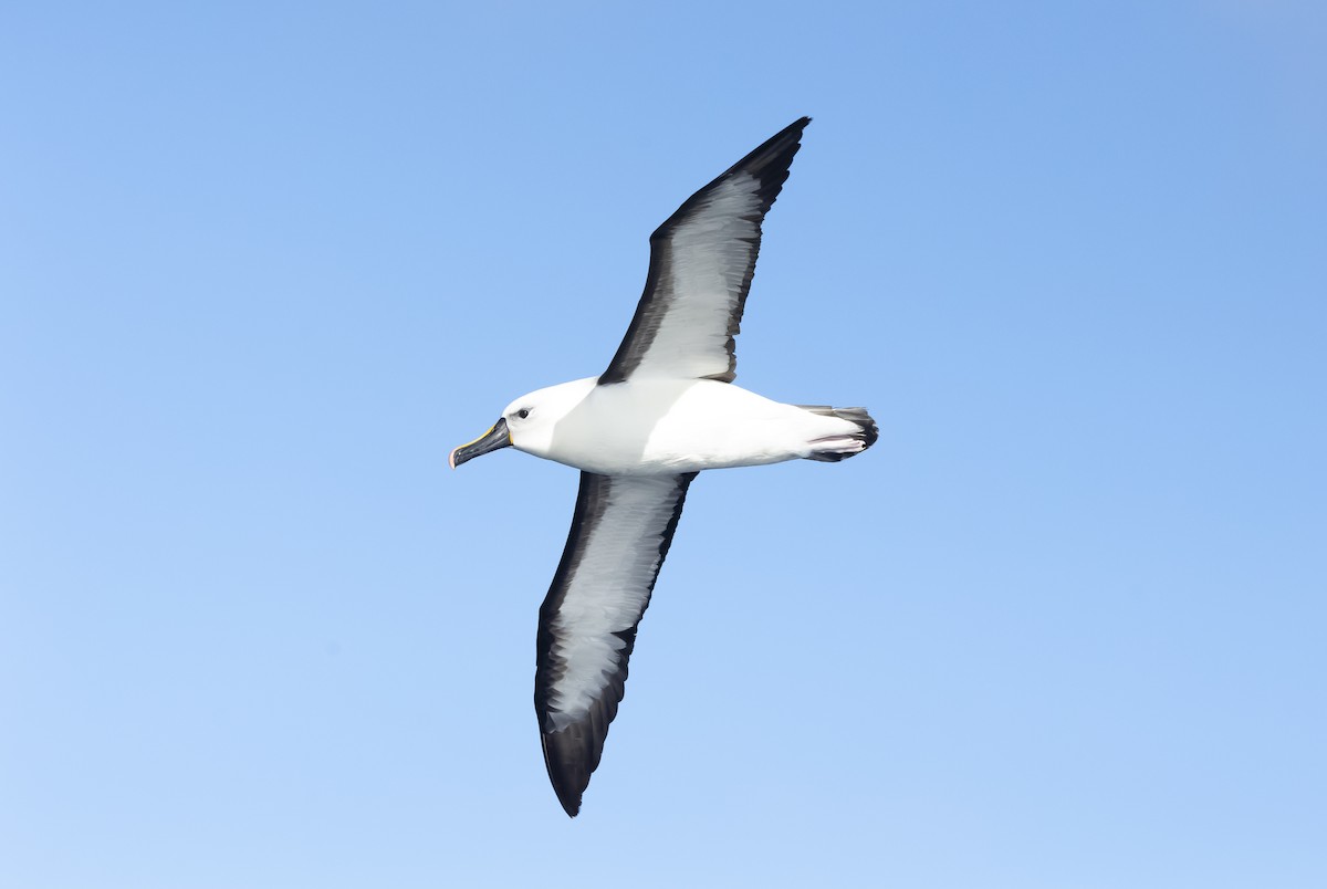 albatros Carterův - ML614596042