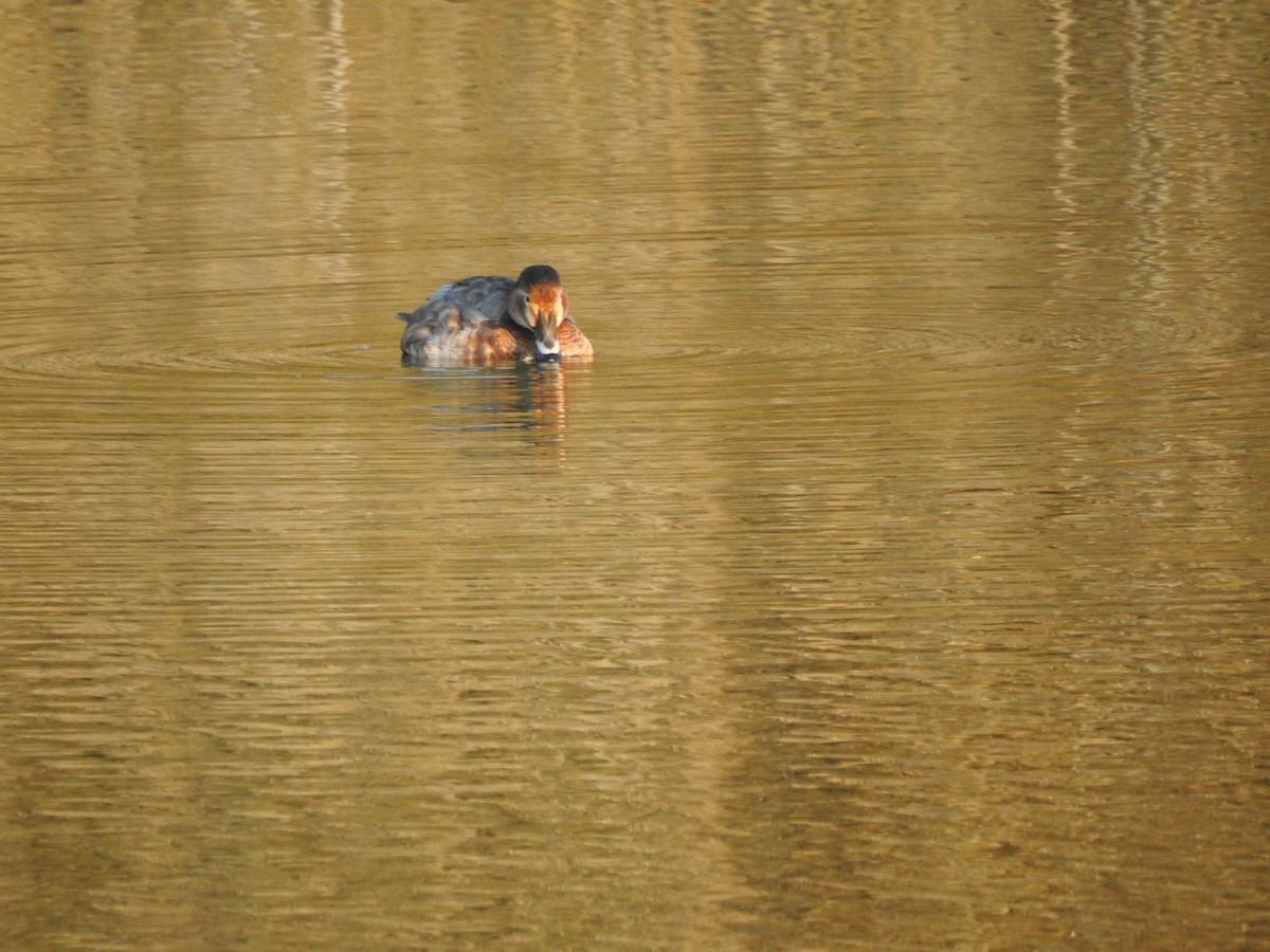 Common Pochard - Jorge López Álvarez