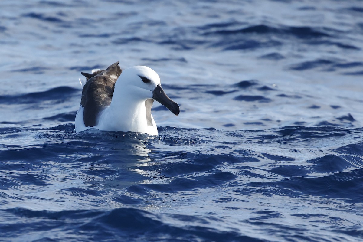 Kara Kaşlı Albatros (melanophris) - ML614596072
