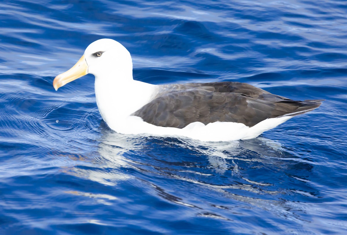 Albatros à sourcils noirs (melanophris) - ML614596075