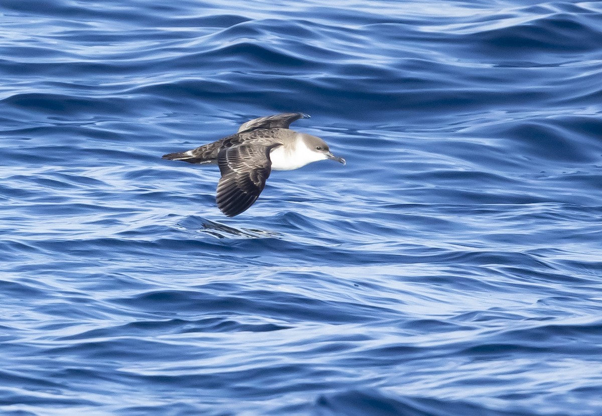 Great Shearwater - ML614596131