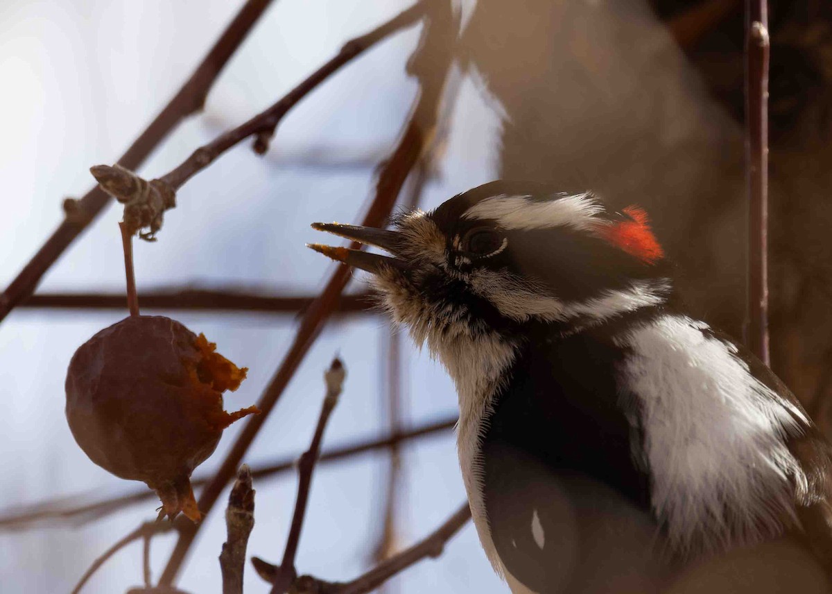 Downy Woodpecker - ML614596146