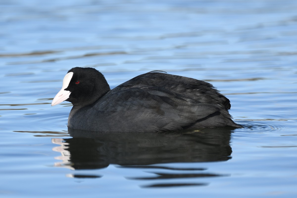 Eurasian Coot - ML614596161