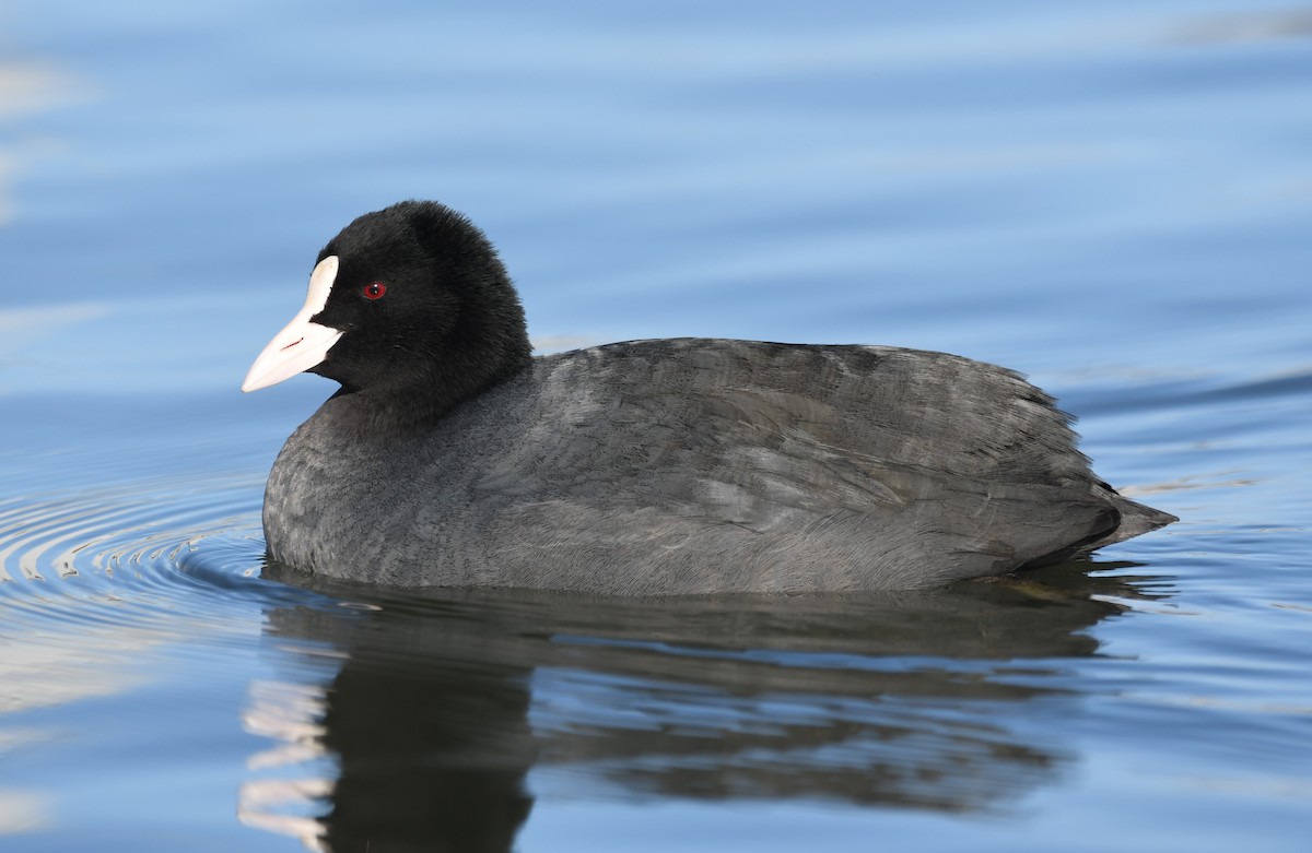 Eurasian Coot - ML614596162