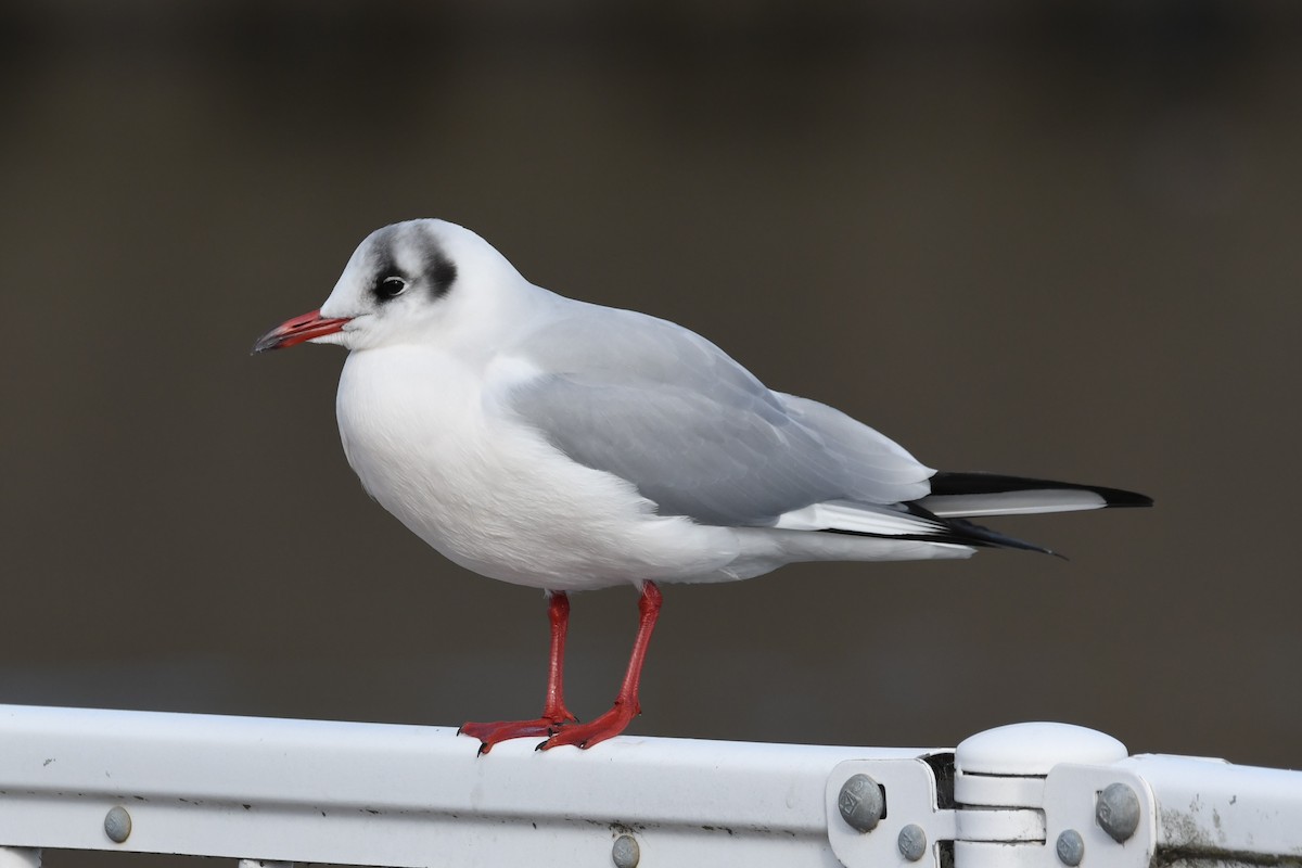 Black-headed Gull - ML614596164