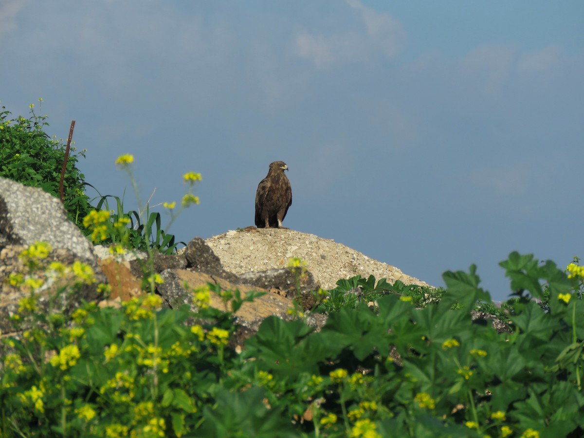 Greater Spotted Eagle - ML614596208