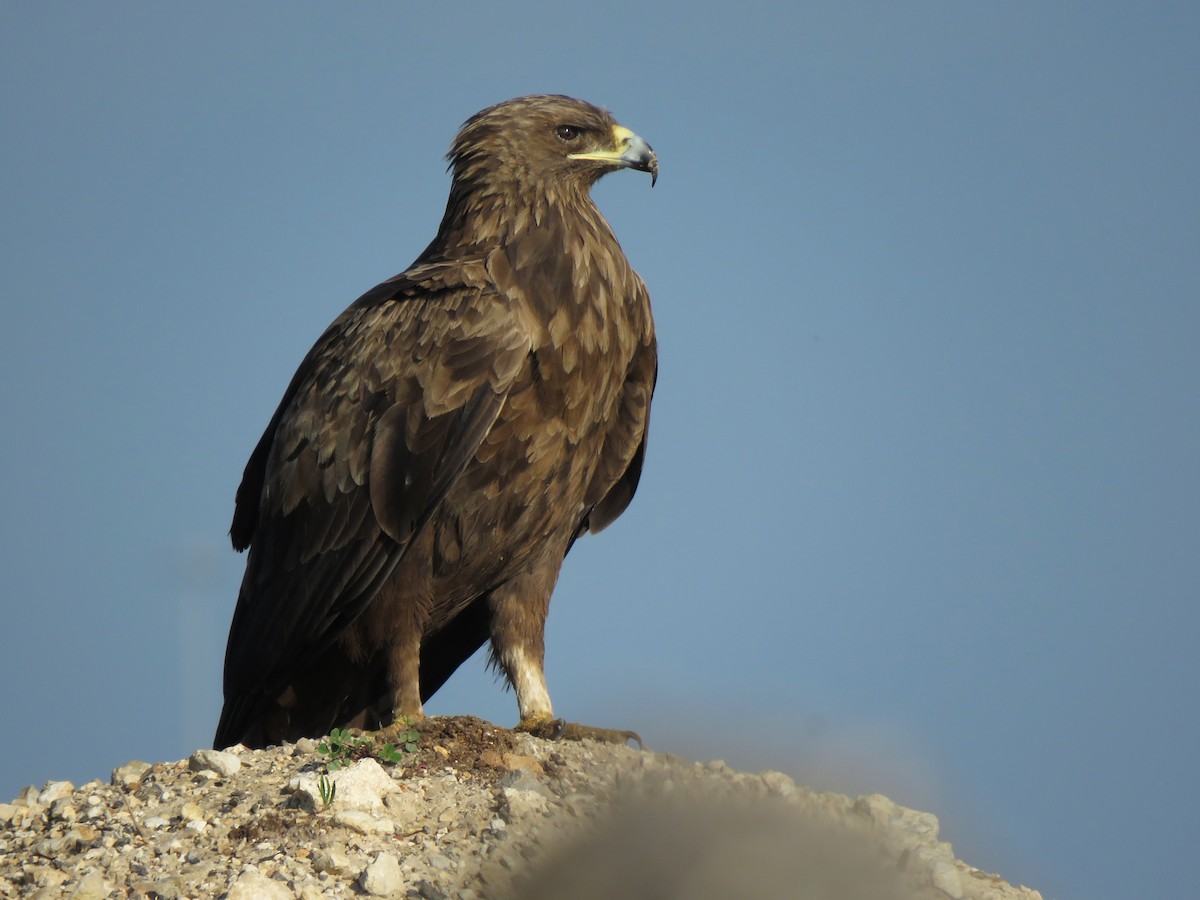 Greater Spotted Eagle - ML614596209