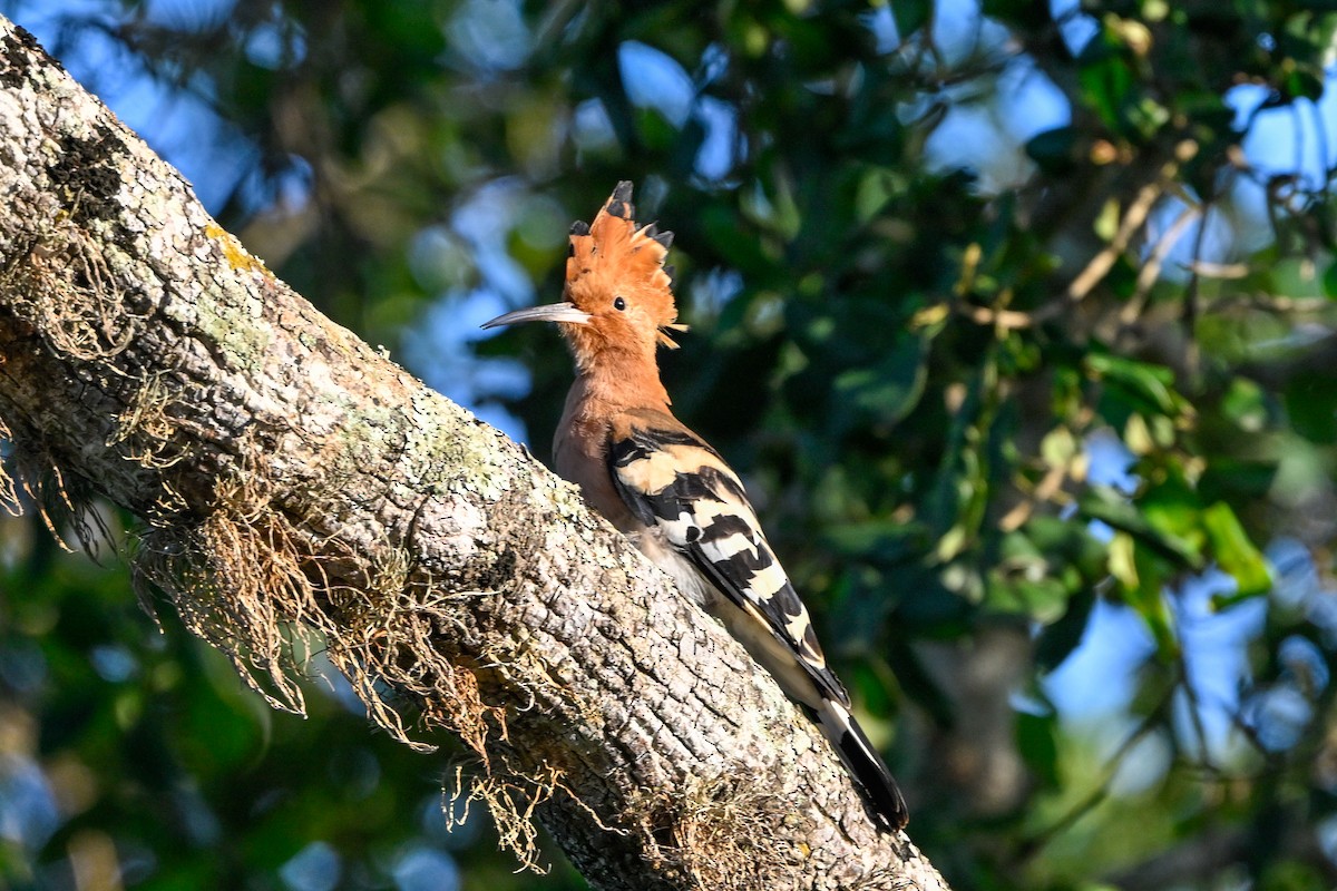 Eurasian Hoopoe - ML614596212