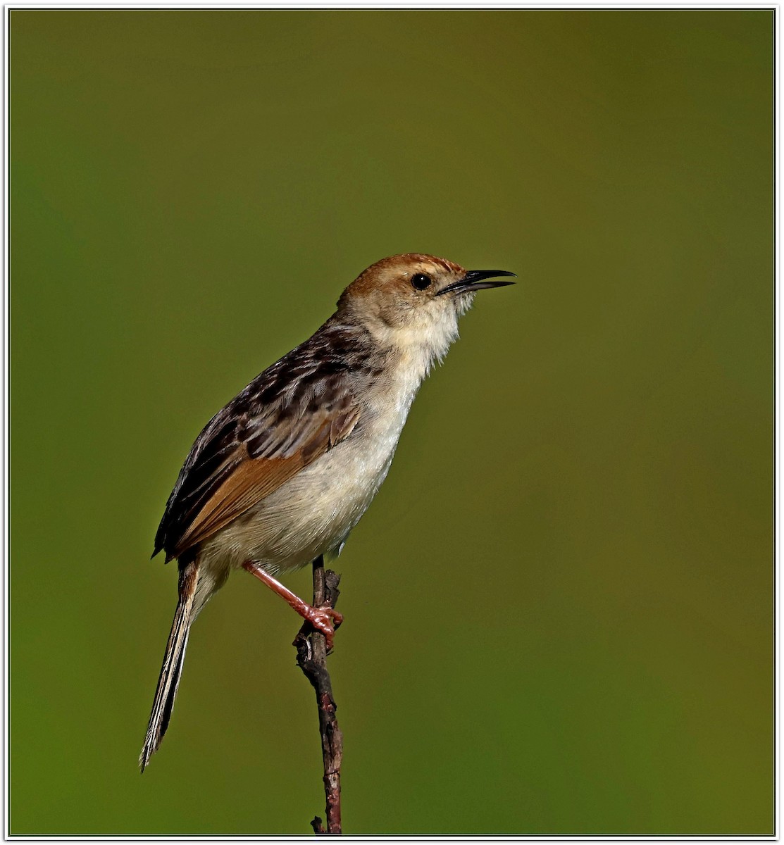 Wailing Cisticola - Anton Pearson