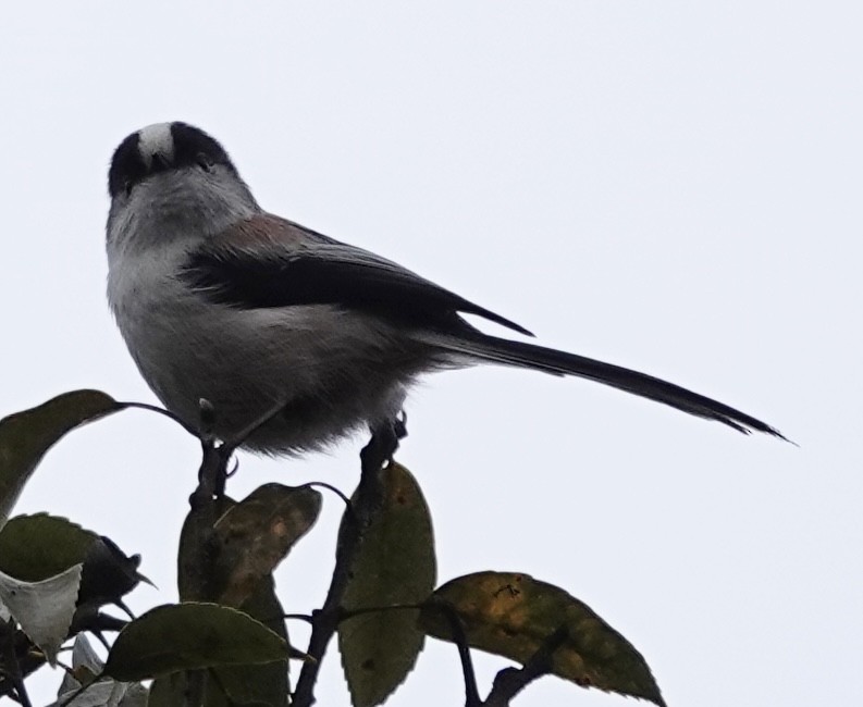 Long-tailed Tit (europaeus Group) - ML614596247