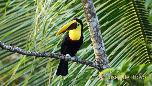 Yellow-throated Toucan - ML614596266