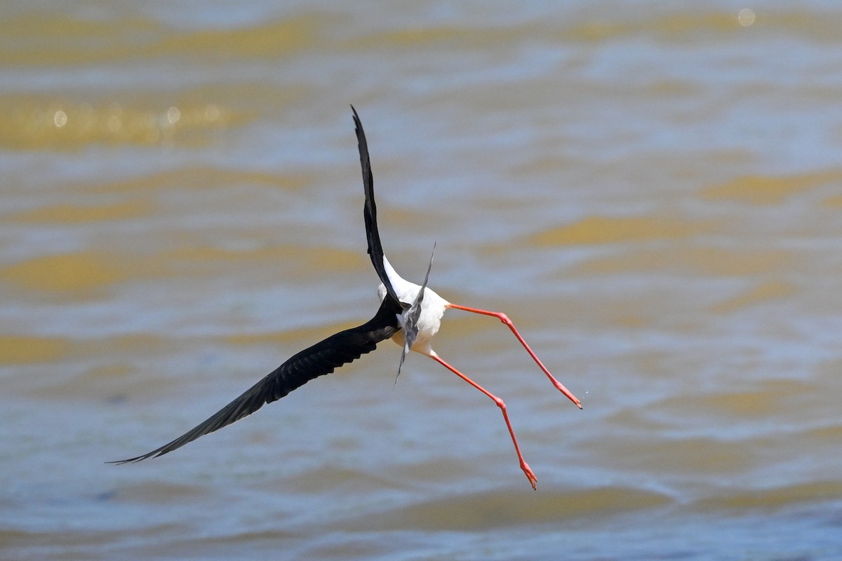 Black-winged Stilt - ML614596281