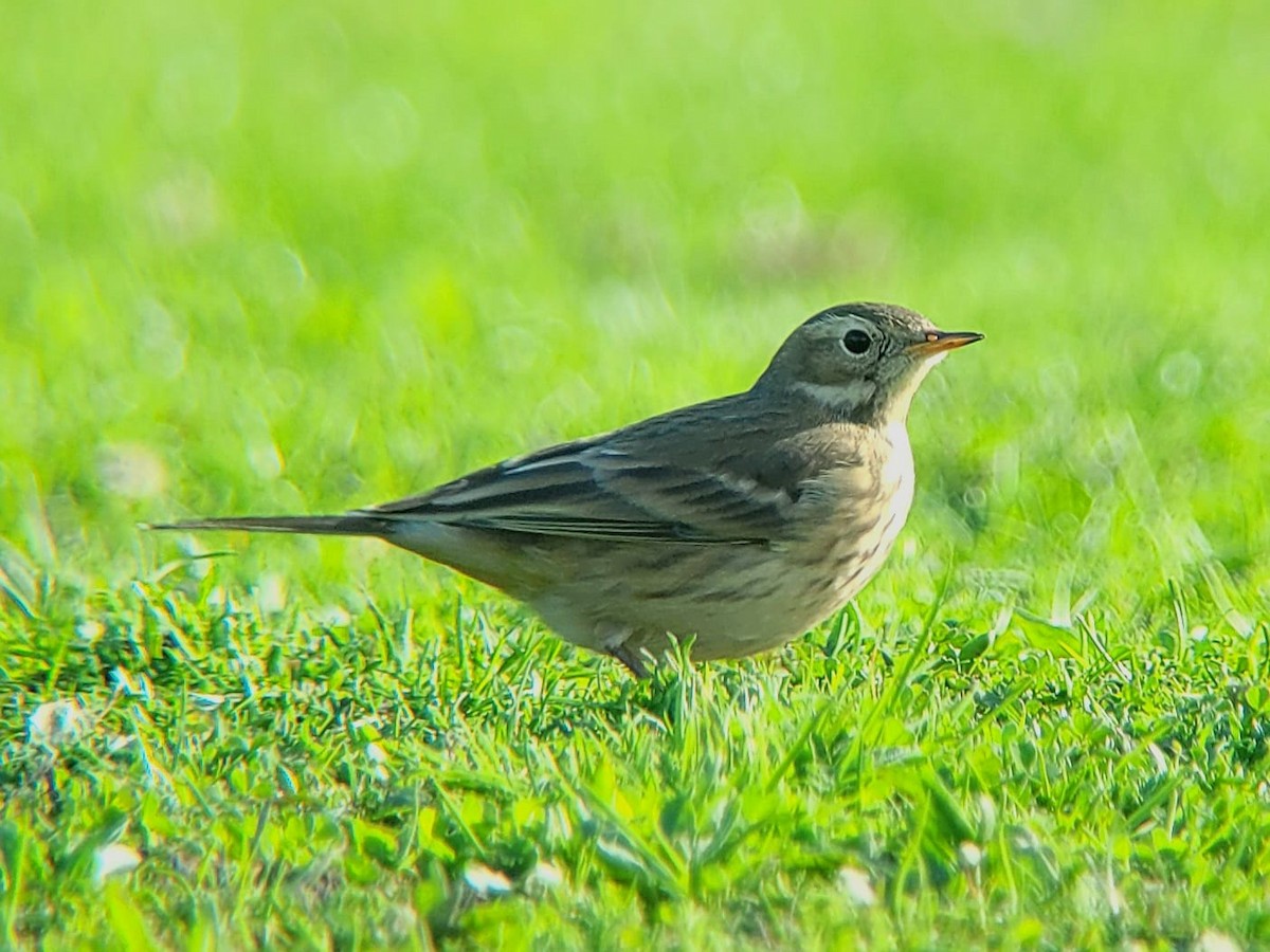 American Pipit (rubescens Group) - Toby Carter