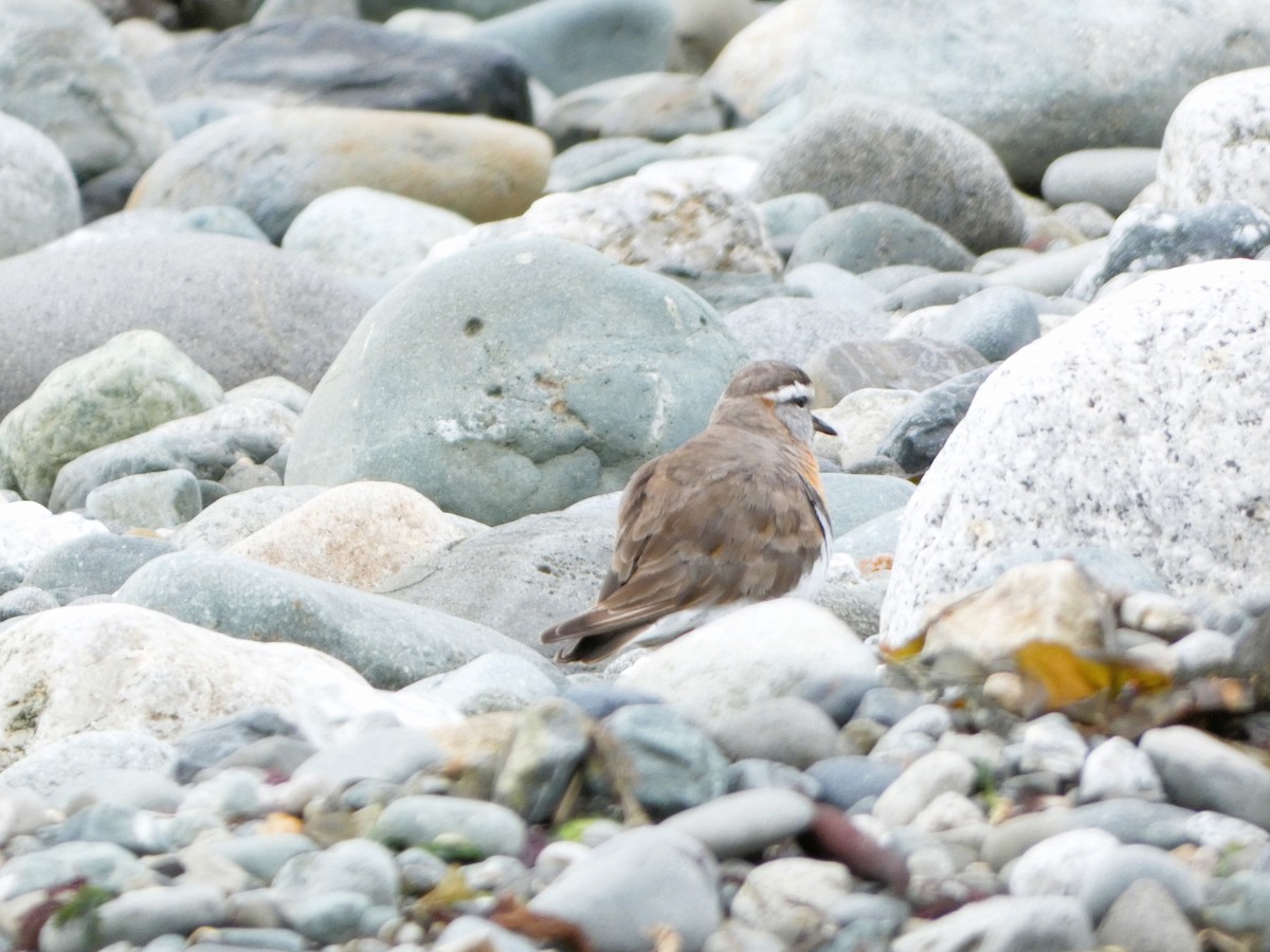Rufous-chested Dotterel - ML614596289