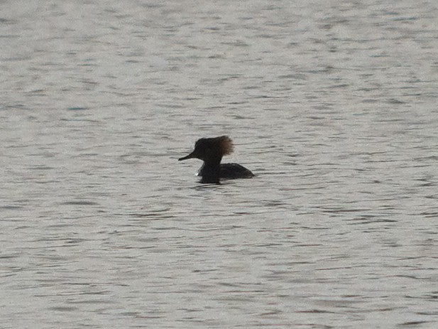 Hooded Merganser - ML614596332