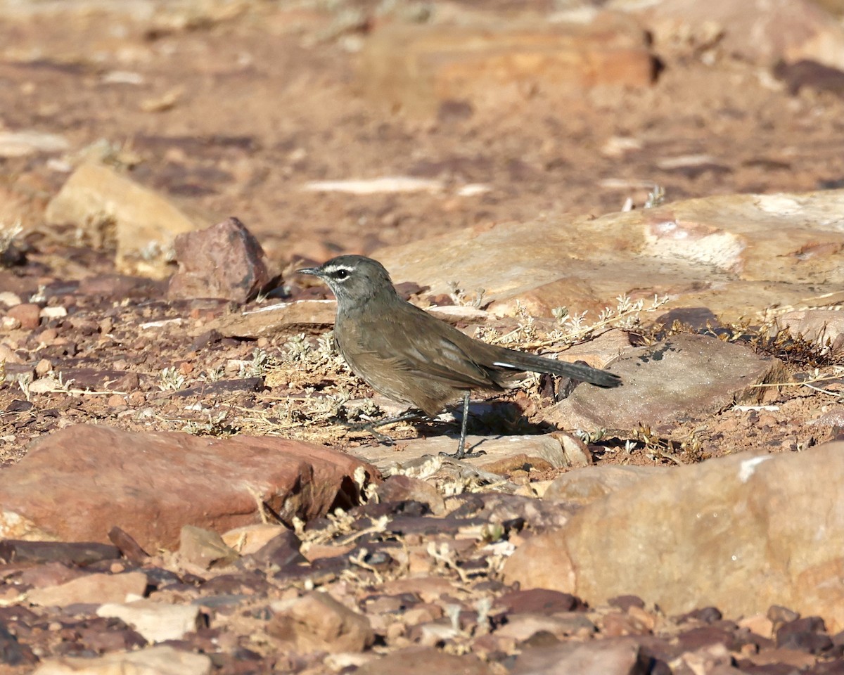 Karoo Scrub-Robin - ML614596353