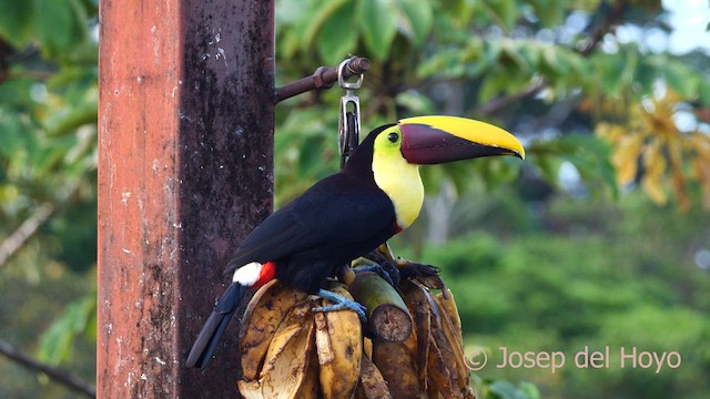 Yellow-throated Toucan - ML614596355