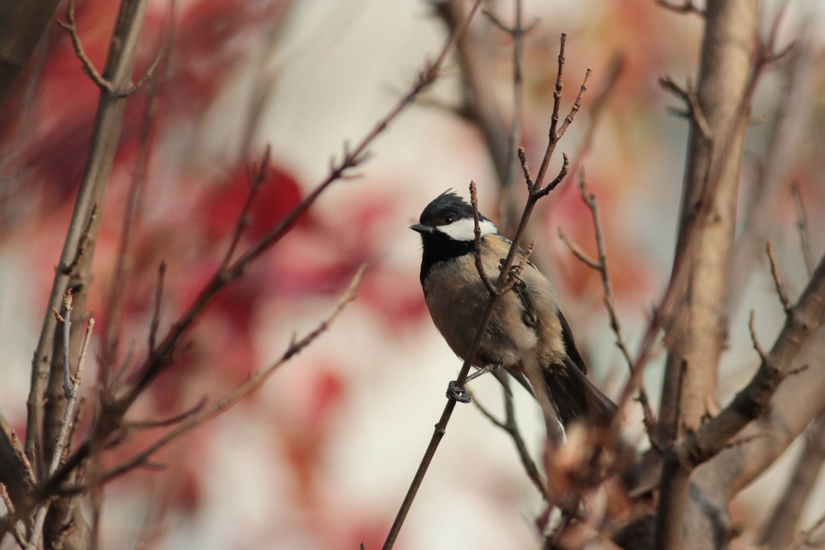 Coal Tit (Continental) - Marshall Iliff