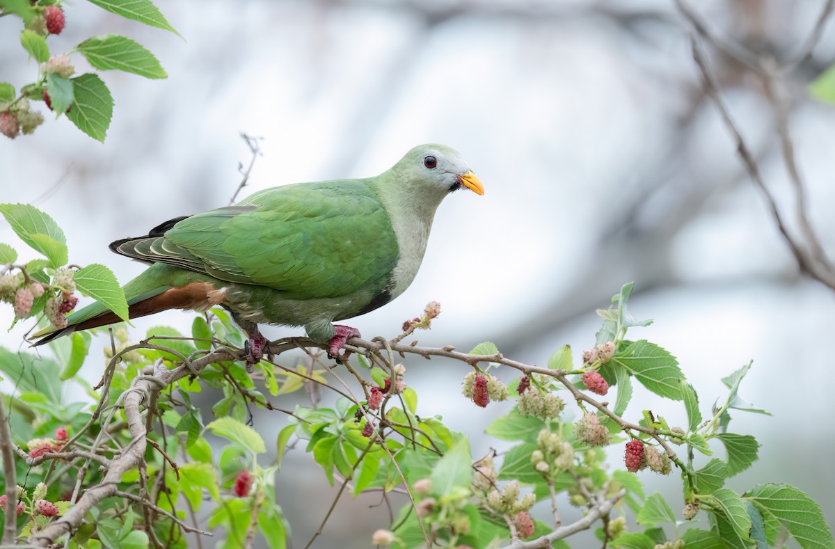 Black-chinned Fruit-Dove - ML614596402