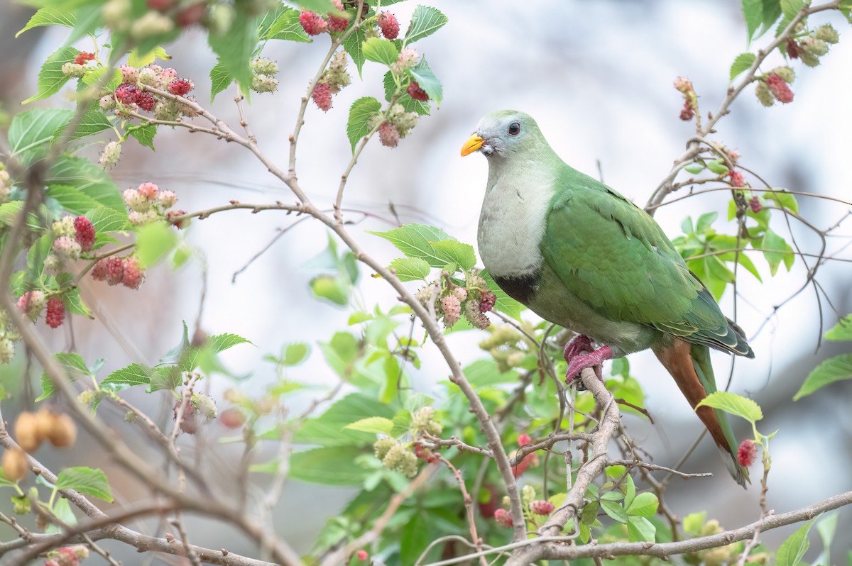 Black-chinned Fruit-Dove - ML614596403