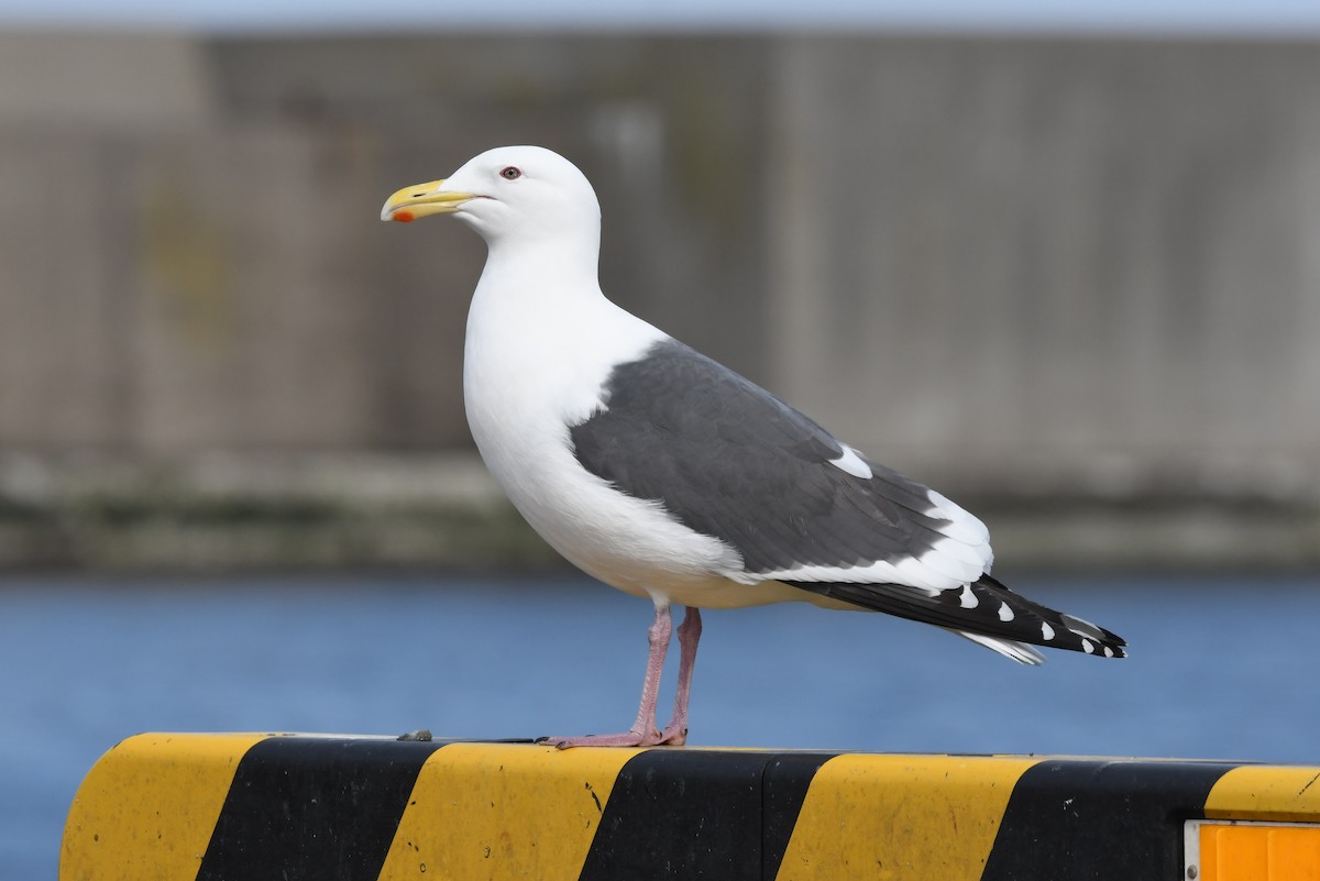 Gaviota de Kamchatka - ML614596416