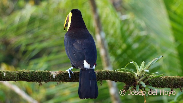 Yellow-throated Toucan - ML614596452