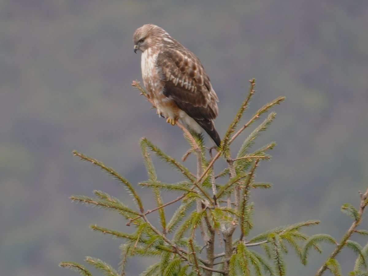 eBird Checklist - 16 Dec 2023 - Lachung - 14 species