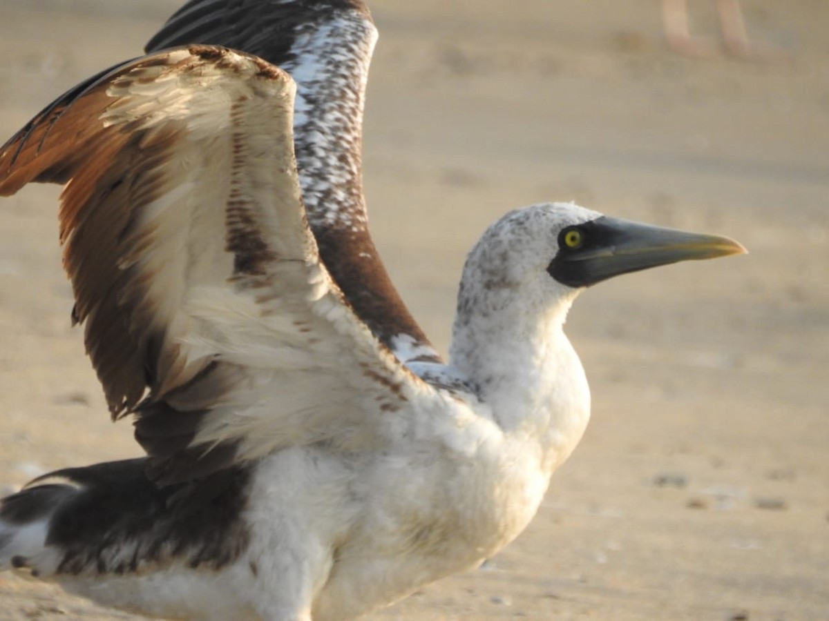 Masked Booby - ML614596702