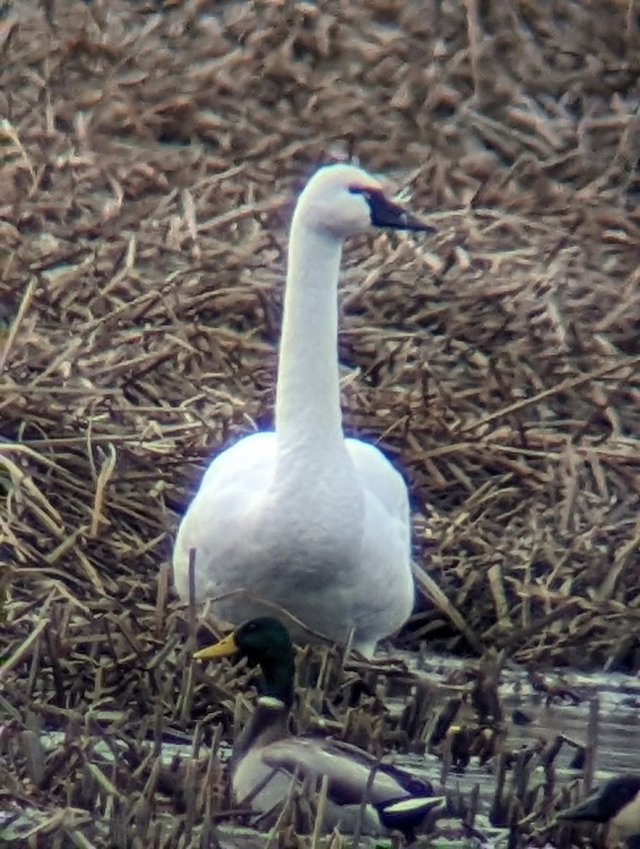 Tundra Swan - ML614596707